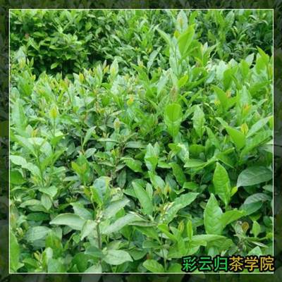 2016年中國(guó)茶葉價(jià)格表及代理銷售分析——以勐海縣勐宋石進(jìn)雄茶廠與昌寧易佑茶廠為例